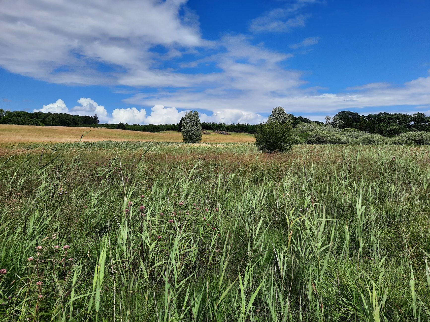 Open nature area with flowering vegetation and summer sky