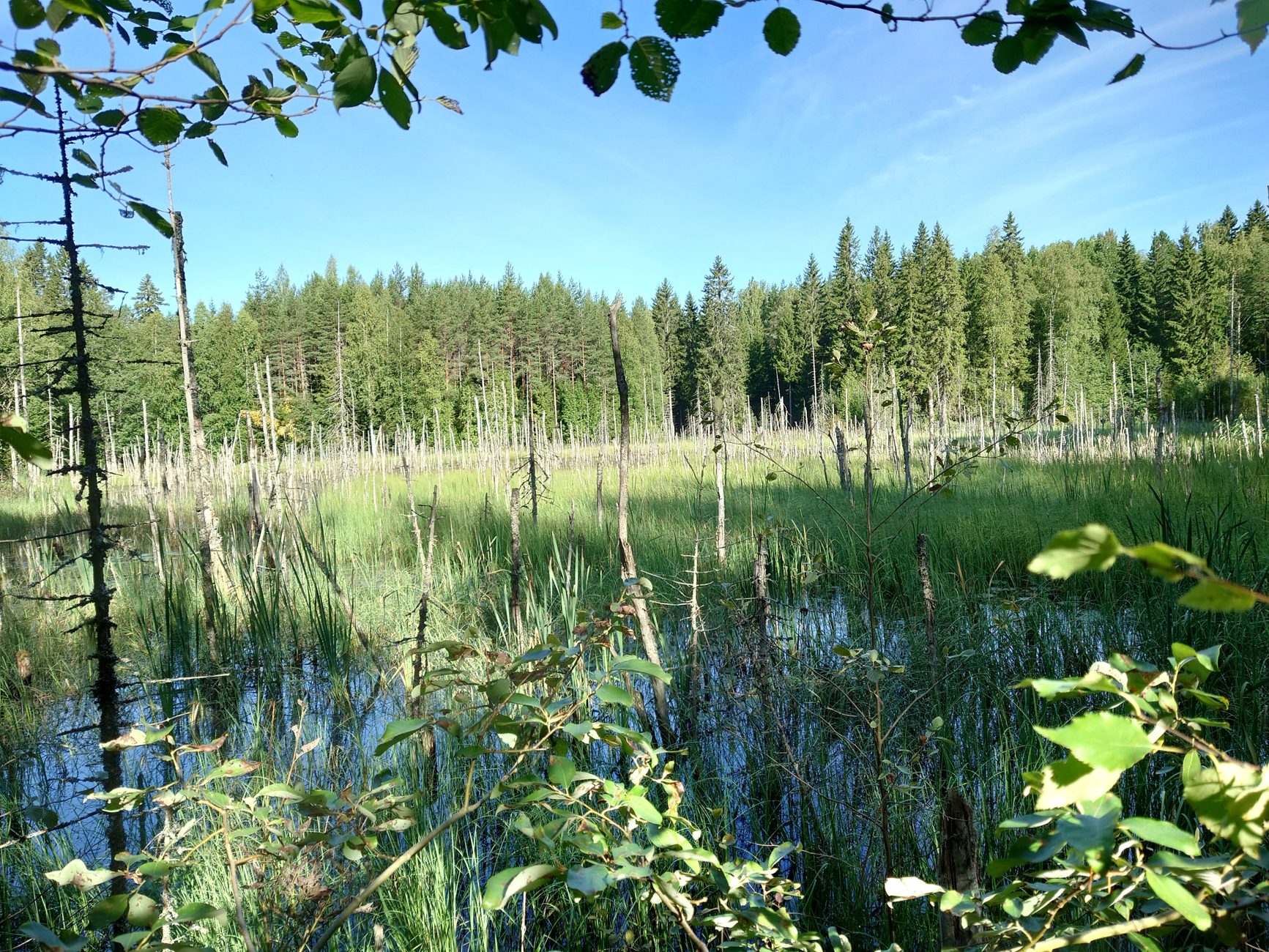 Wetland with standing dead wood, water, and woodland edge