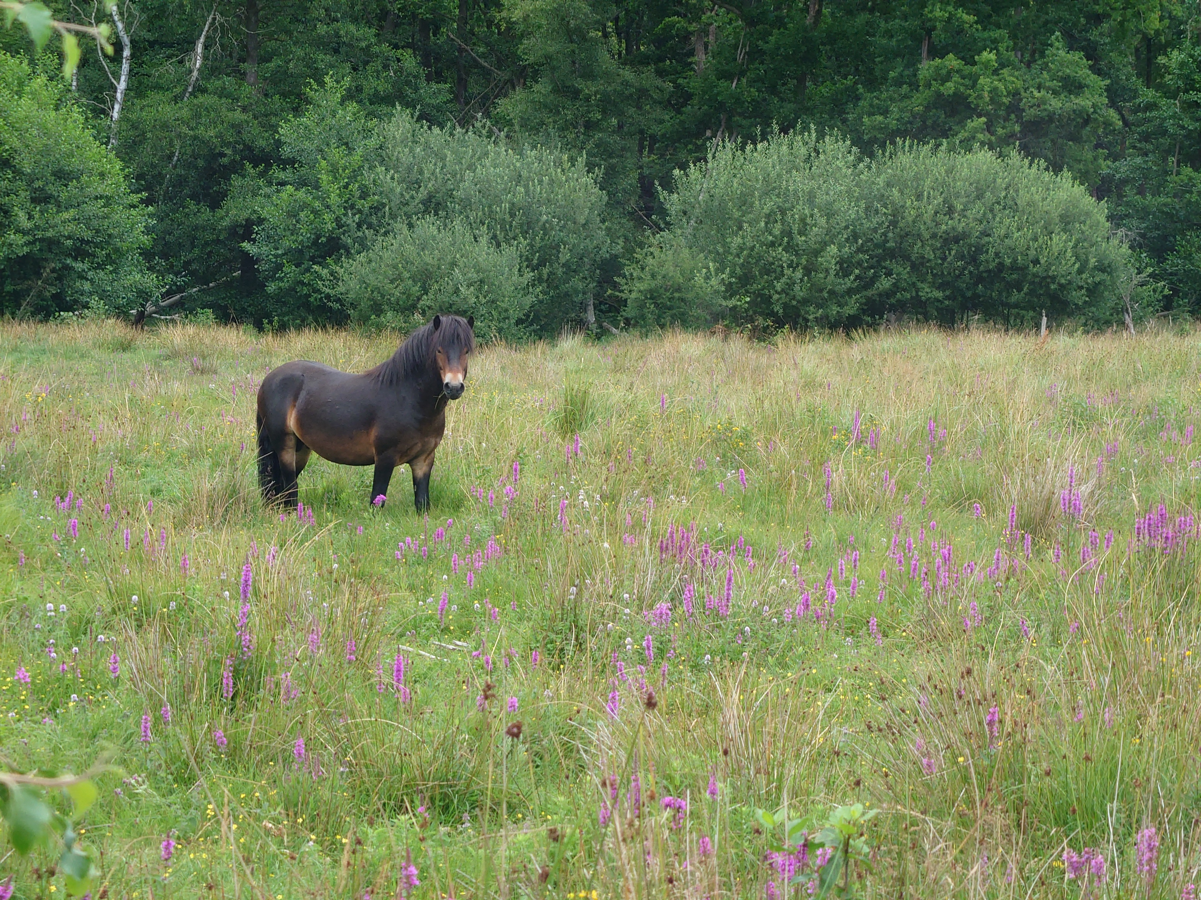 Horse in species-rich meadow beside woodland