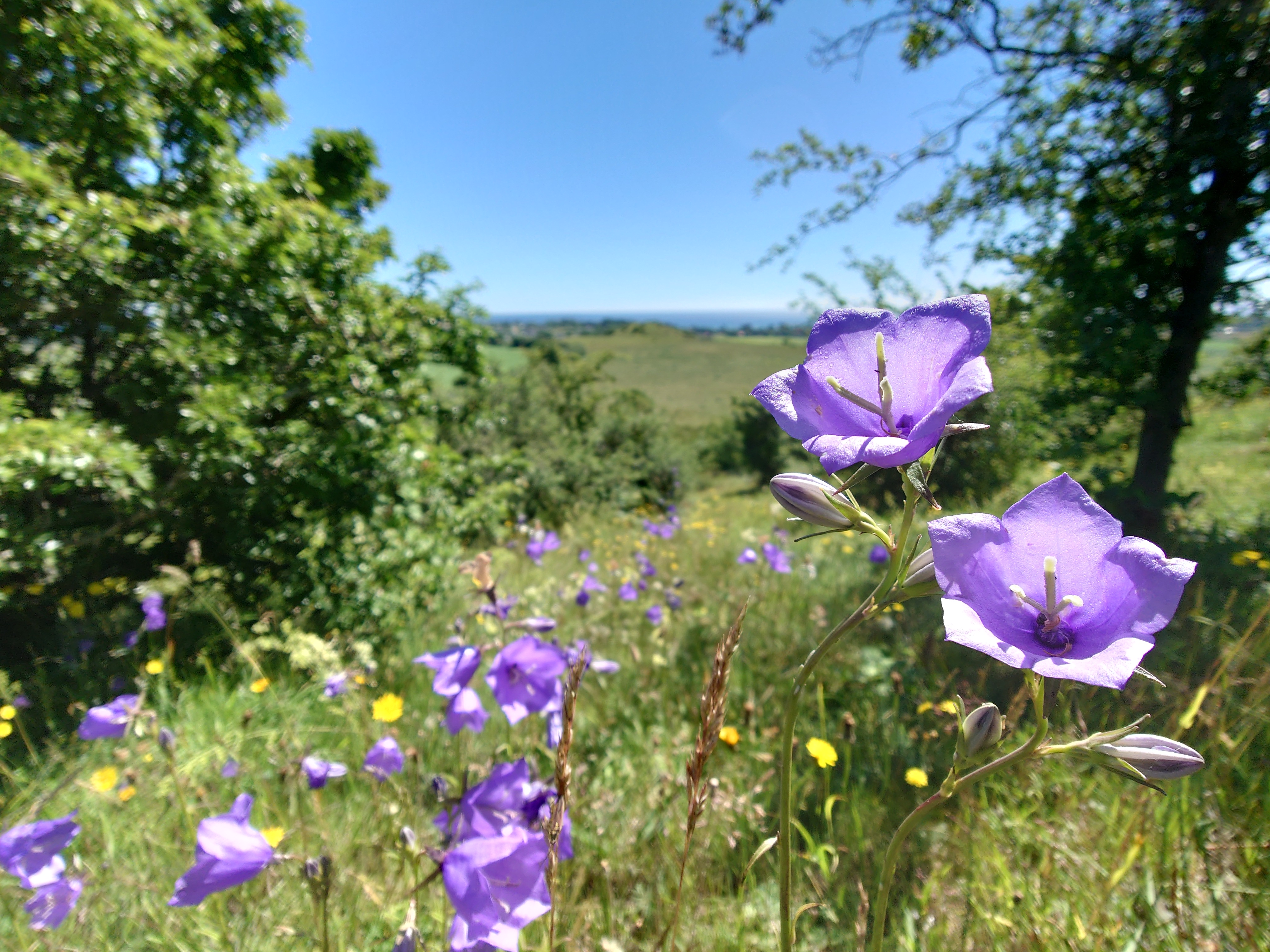 Blue bellflower in a green landscape